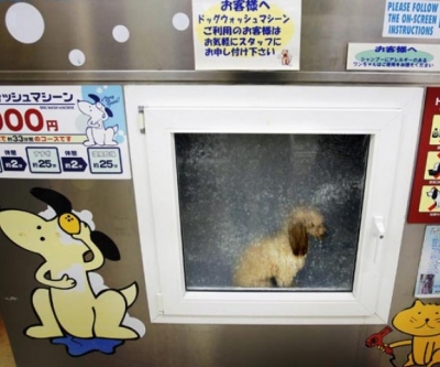 Japão inventa máquina de lavar cachorro