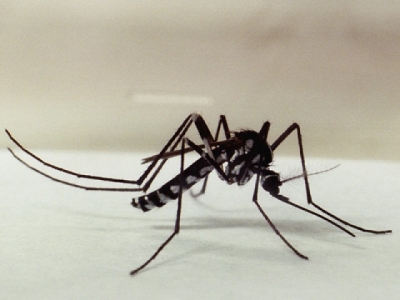 Haemagogus leucocelaenus, um dos mosquitos transmissores da febre amarela silvestre. Foto: Genílton Vieira/Fiocruz