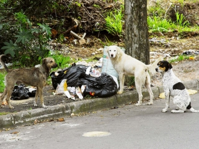 ComissÃ£o visa propor ações para minimizar problemas causados por animais de rua - Foto de Carlos Poly/ACS