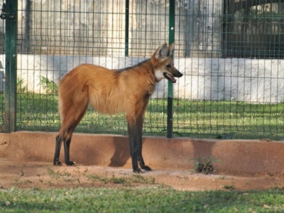 Ully, uma lobo-guará fêmea do Zoológico de Brasília que pode vir a fornecer óvulos para clonagem no futuro (Foto: Divulgação/Zoológico de Brasília)