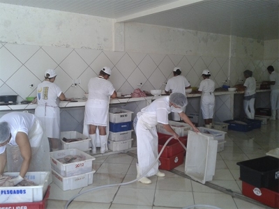 Manipulação do pescado em estabelecimento clandestino (sem registro em órgão de inspeção) em Guaratuba. Várias irregularidades apontadas.